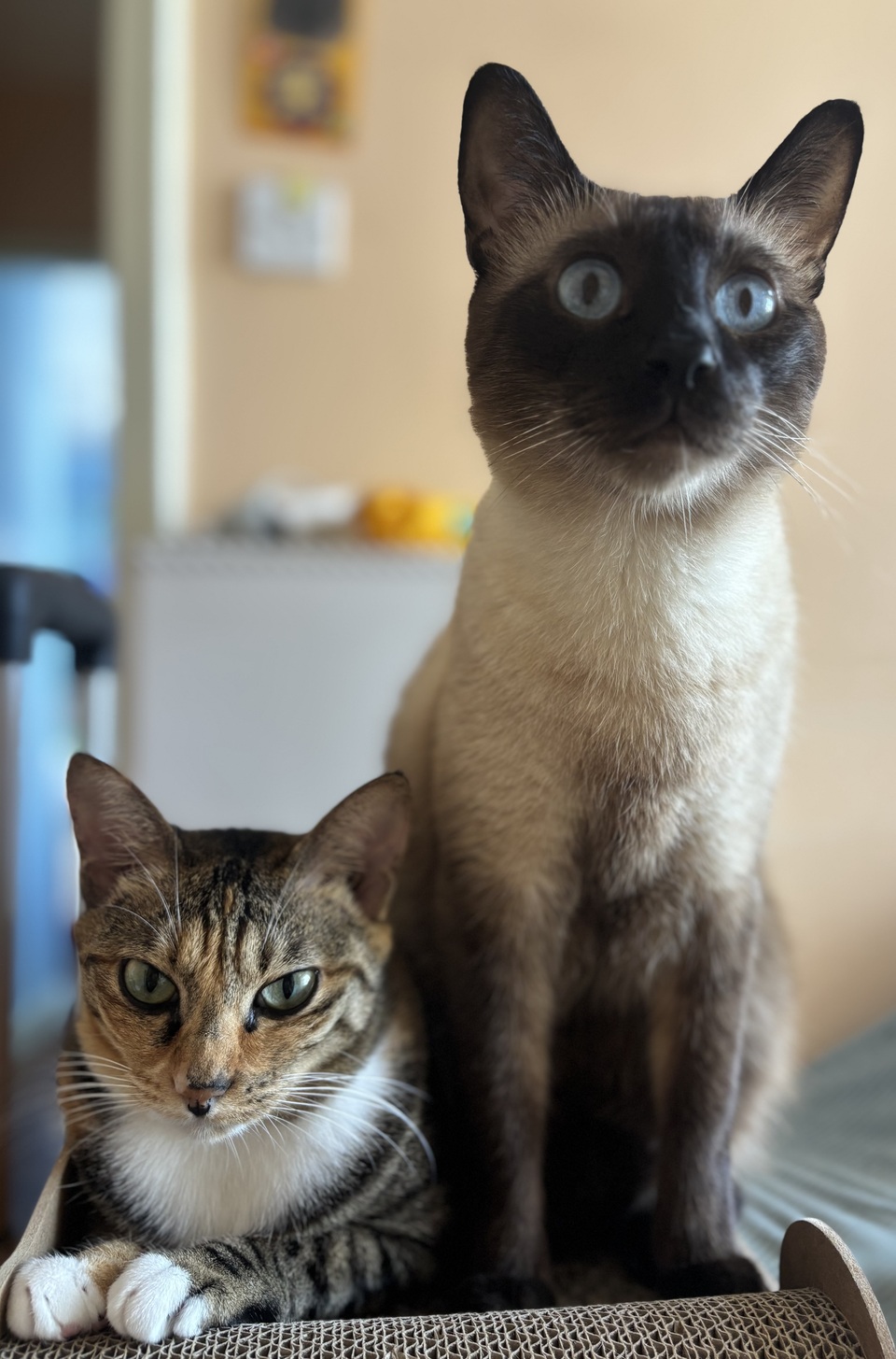 提供上門照顧寵物、陪玩陪伴寵物 - サービス説明 2