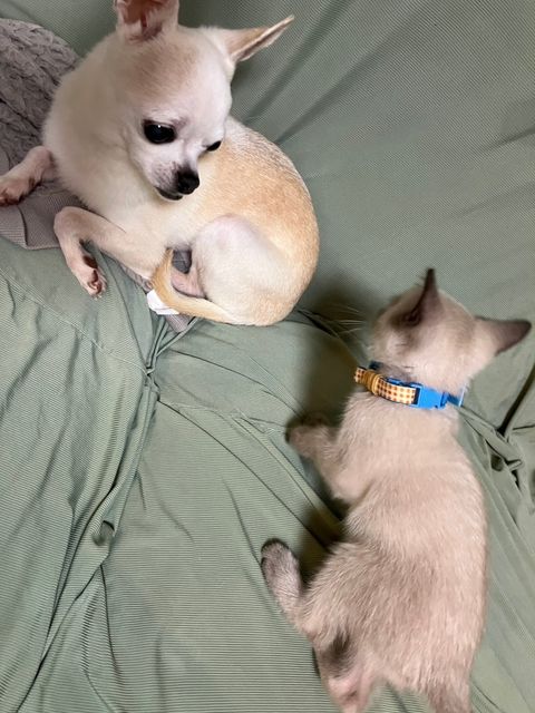わんちゃんねこちゃんお留守番サービス(急なご予定も🉑)