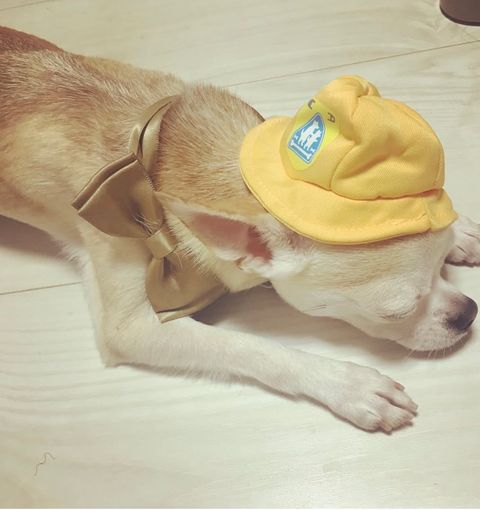 わんちゃんお散歩代行