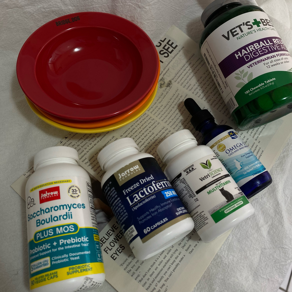 專業貓奴提供專業到府照顧｜有寵物營養師及貓諮詢證照 - サービス説明 3