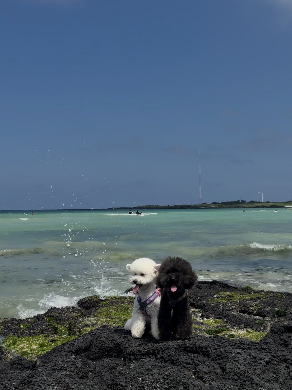 手把手帶狗去韓國玩 Take dogs to Korea - 服務說明 1