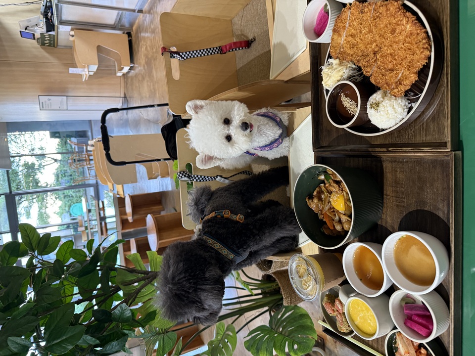 手把手帶狗去韓國玩 Take dogs to Korea - 服務說明 9