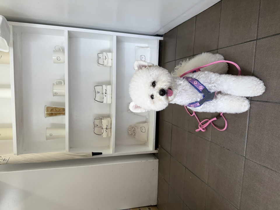 手把手帶狗去韓國玩 Take dogs to Korea - 服務說明 3