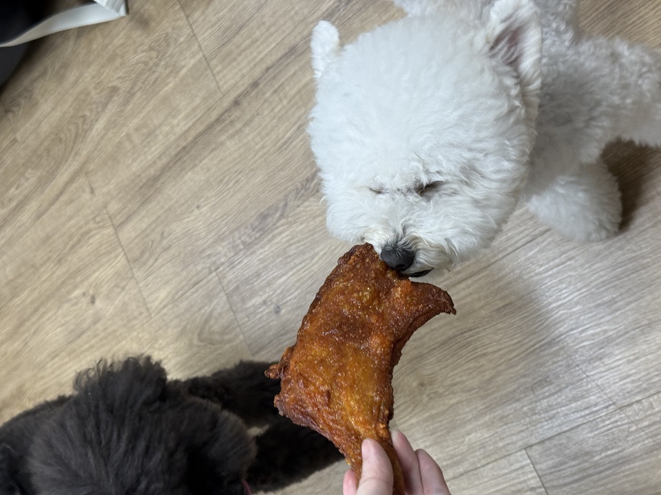 手把手帶狗去韓國玩 Take dogs to Korea - 服務說明 8