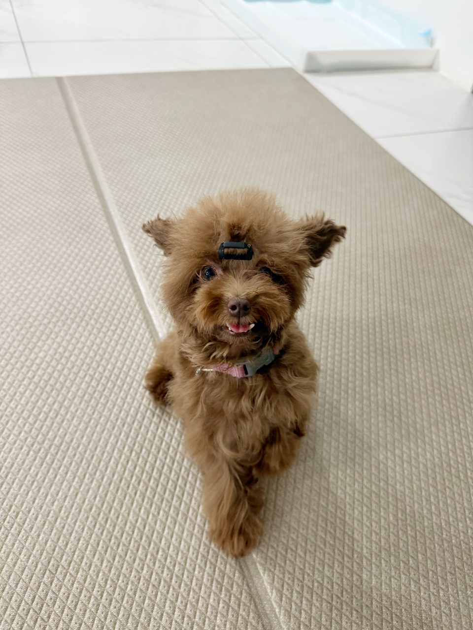 手把手帶狗去韓國玩 Take dogs to Korea - 服務說明 4