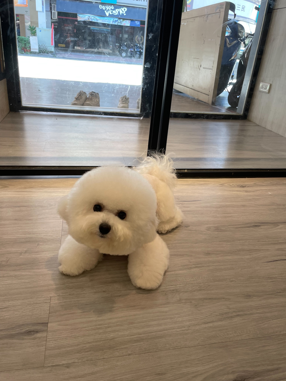 寵物沙龍⧓ Spa Ⅰ皮毛護理 Ⅰ旅館⧓安親Ⅰ寵物用品Ⅰ寵物接送Ⅰ到府照護貓·狗 - 服務說明 3