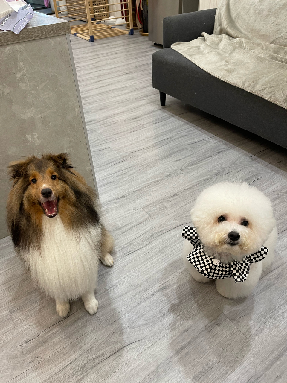 寵物沙龍⧓ Spa Ⅰ皮毛護理 Ⅰ旅館⧓安親Ⅰ寵物用品Ⅰ寵物接送Ⅰ到府照護貓·狗 - 服務說明 2