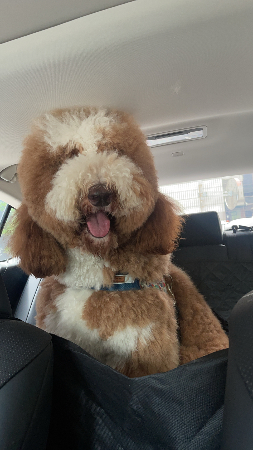 寵物沙龍⧓ Spa Ⅰ皮毛護理 Ⅰ旅館⧓安親Ⅰ寵物用品Ⅰ寵物接送Ⅰ到府照護貓·狗 - 服務說明 4