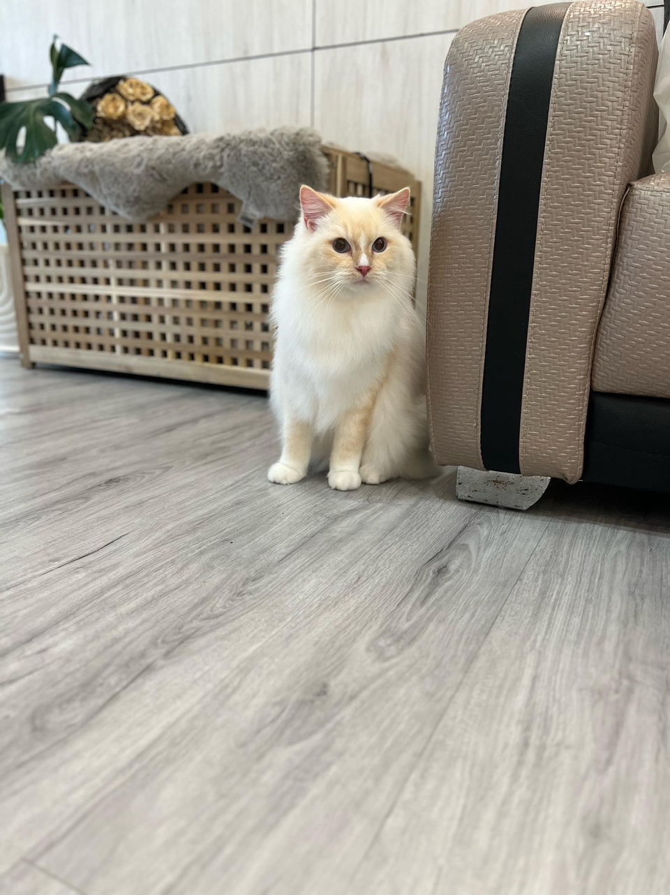 寵物沙龍⧓ Spa Ⅰ皮毛護理 Ⅰ旅館⧓安親Ⅰ寵物用品Ⅰ寵物接送Ⅰ到府照護貓·狗 - 服務說明 8