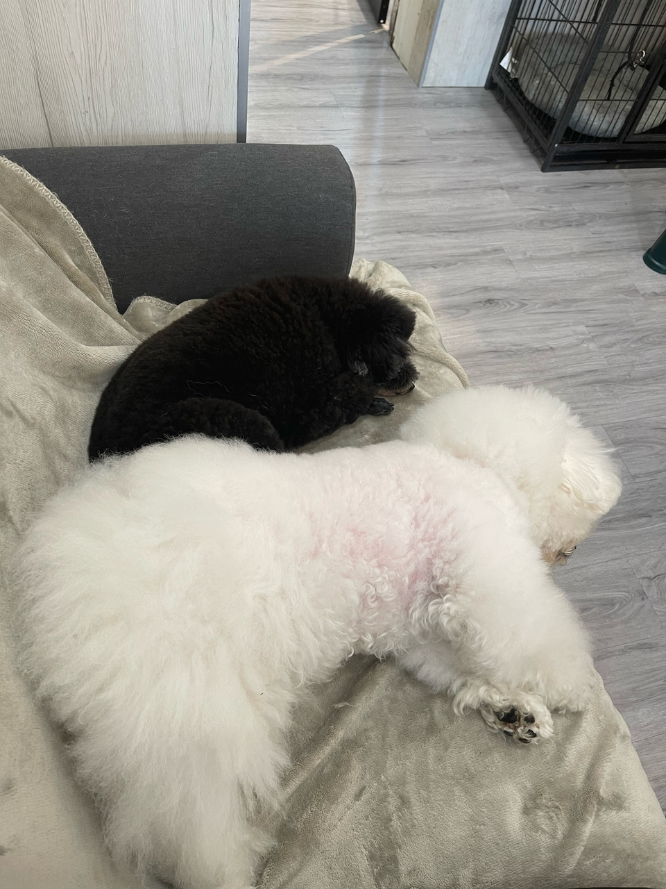 寵物沙龍⧓ Spa Ⅰ皮毛護理 Ⅰ旅館⧓安親Ⅰ寵物用品Ⅰ寵物接送Ⅰ到府照護貓·狗 - 服務說明 7