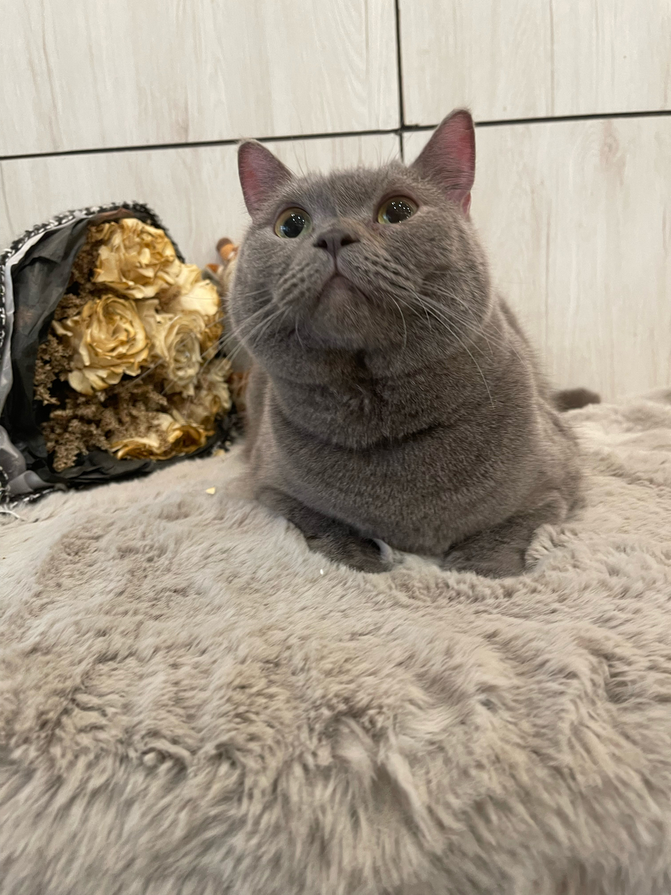 寵物沙龍⧓ Spa Ⅰ皮毛護理 Ⅰ旅館⧓安親Ⅰ寵物用品Ⅰ寵物接送Ⅰ到府照護貓·狗 - 服務說明 6