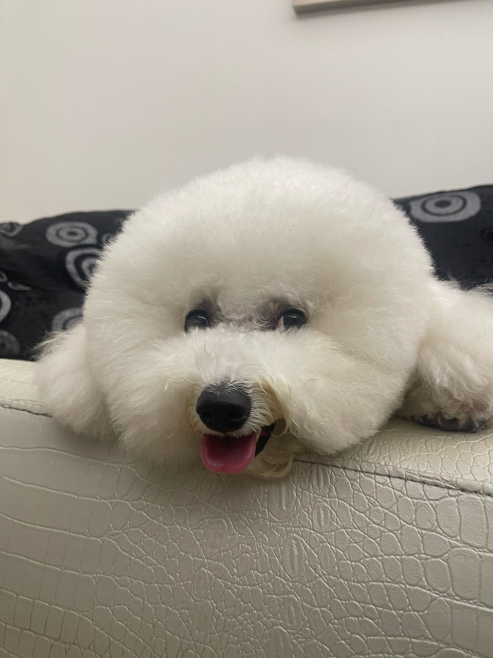 寵物沙龍⧓ Spa Ⅰ皮毛護理 Ⅰ旅館⧓安親Ⅰ寵物用品Ⅰ寵物接送Ⅰ到府照護貓·狗 - 服務說明 9