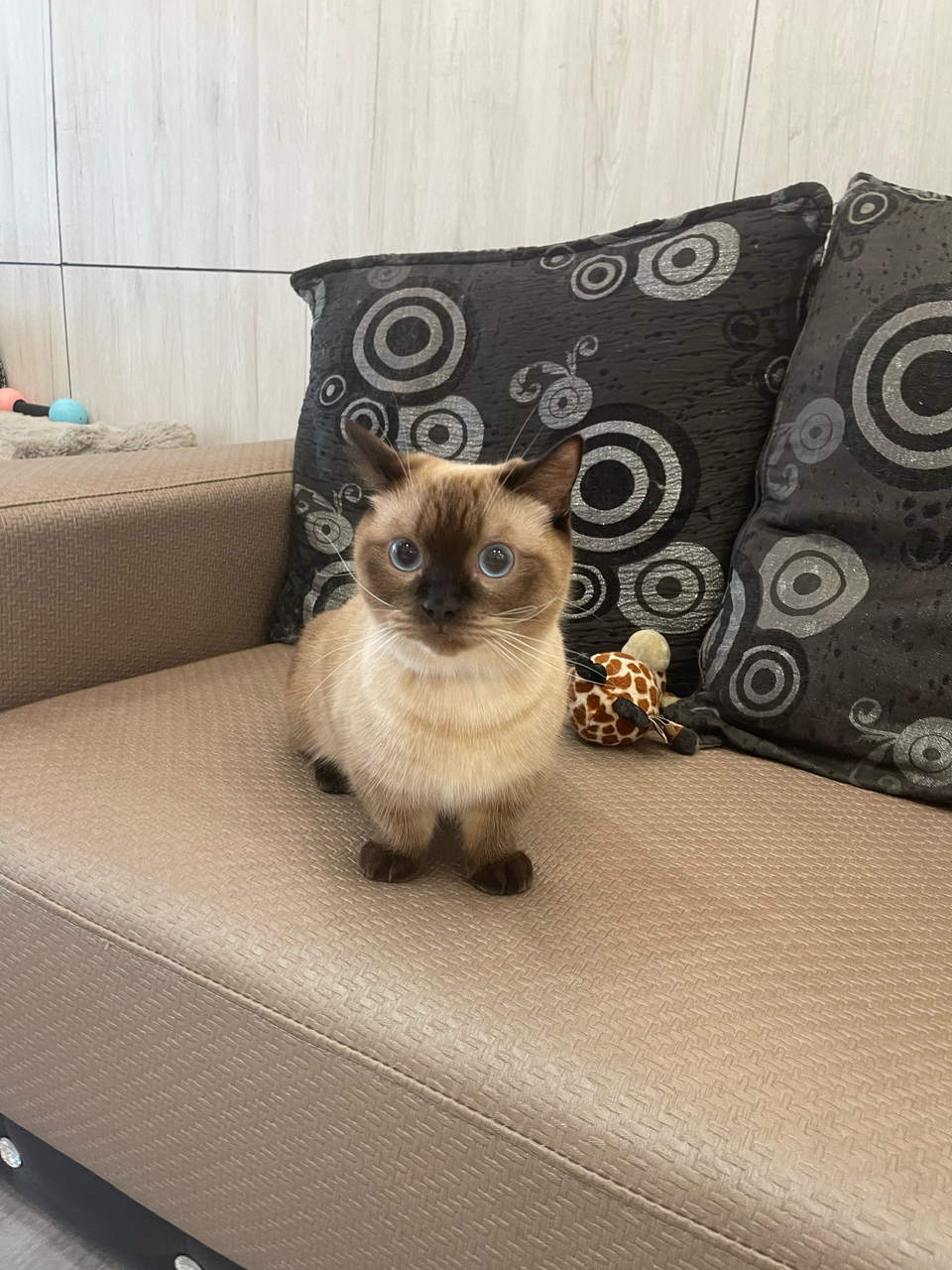 寵物沙龍⧓ Spa Ⅰ皮毛護理 Ⅰ旅館⧓安親Ⅰ寵物用品Ⅰ寵物接送Ⅰ到府照護貓·狗 - 服務說明 5