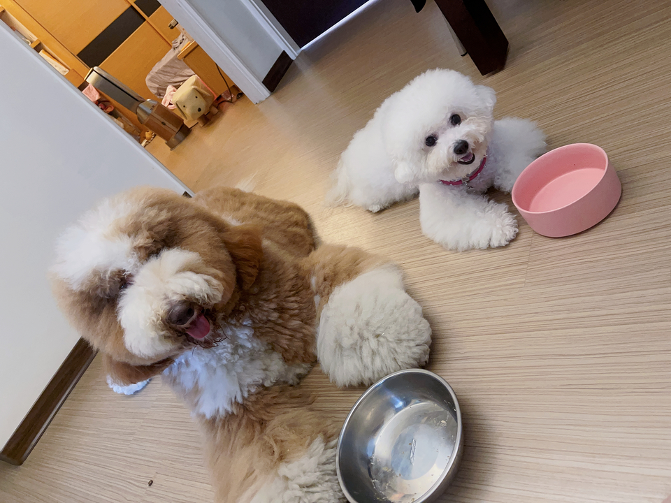 寵物沙龍⧓ Spa Ⅰ皮毛護理 Ⅰ旅館⧓安親Ⅰ寵物用品Ⅰ寵物接送Ⅰ到府照護貓·狗 - 服務說明 1