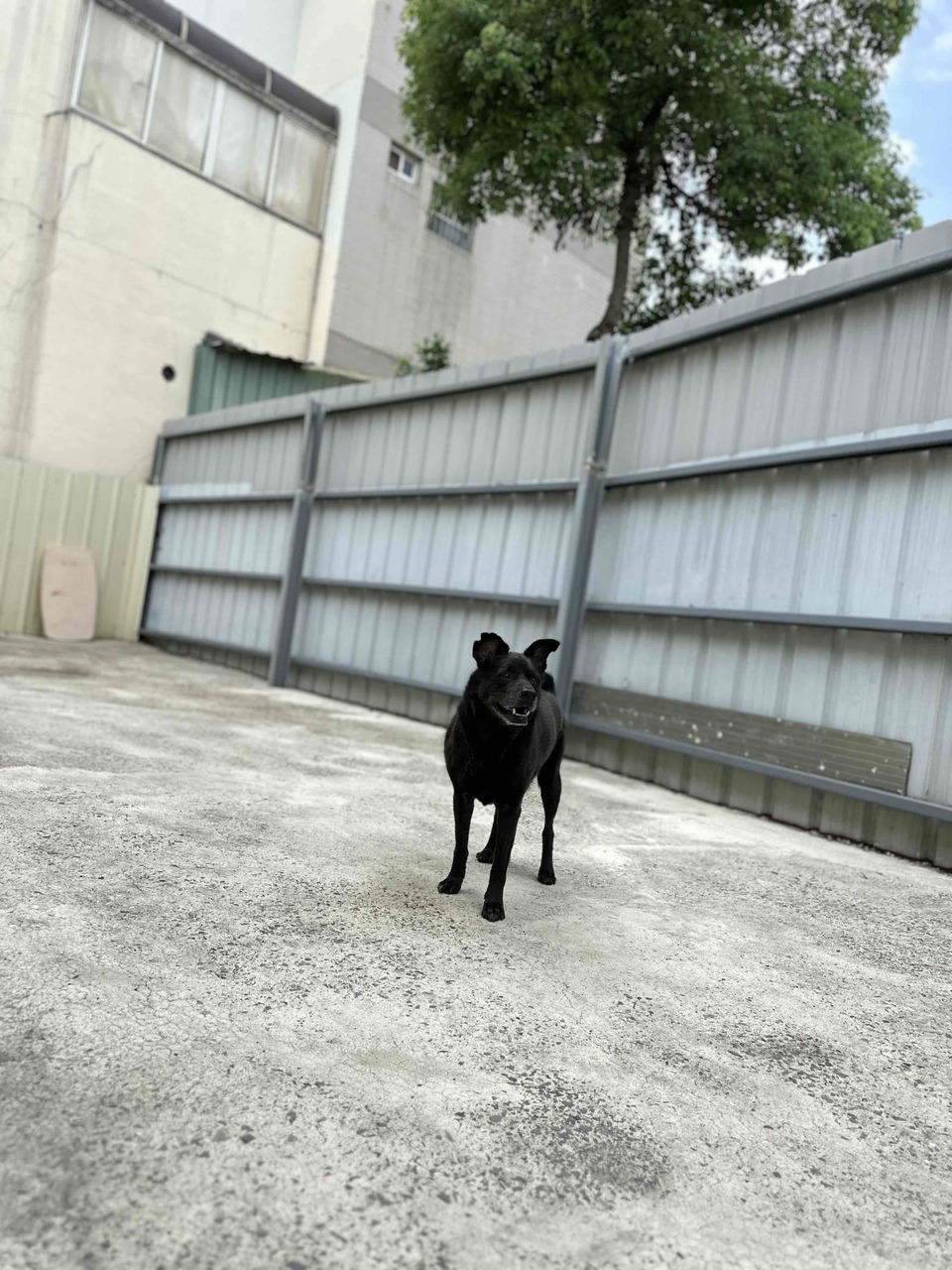 《Andy專區》攻擊性犬種、需陪練 - 服務說明 2