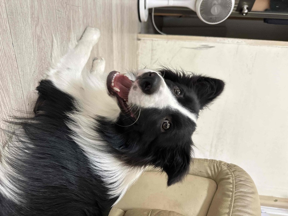 《Andy專區》攻擊性犬種、需陪練 - 服務說明 6