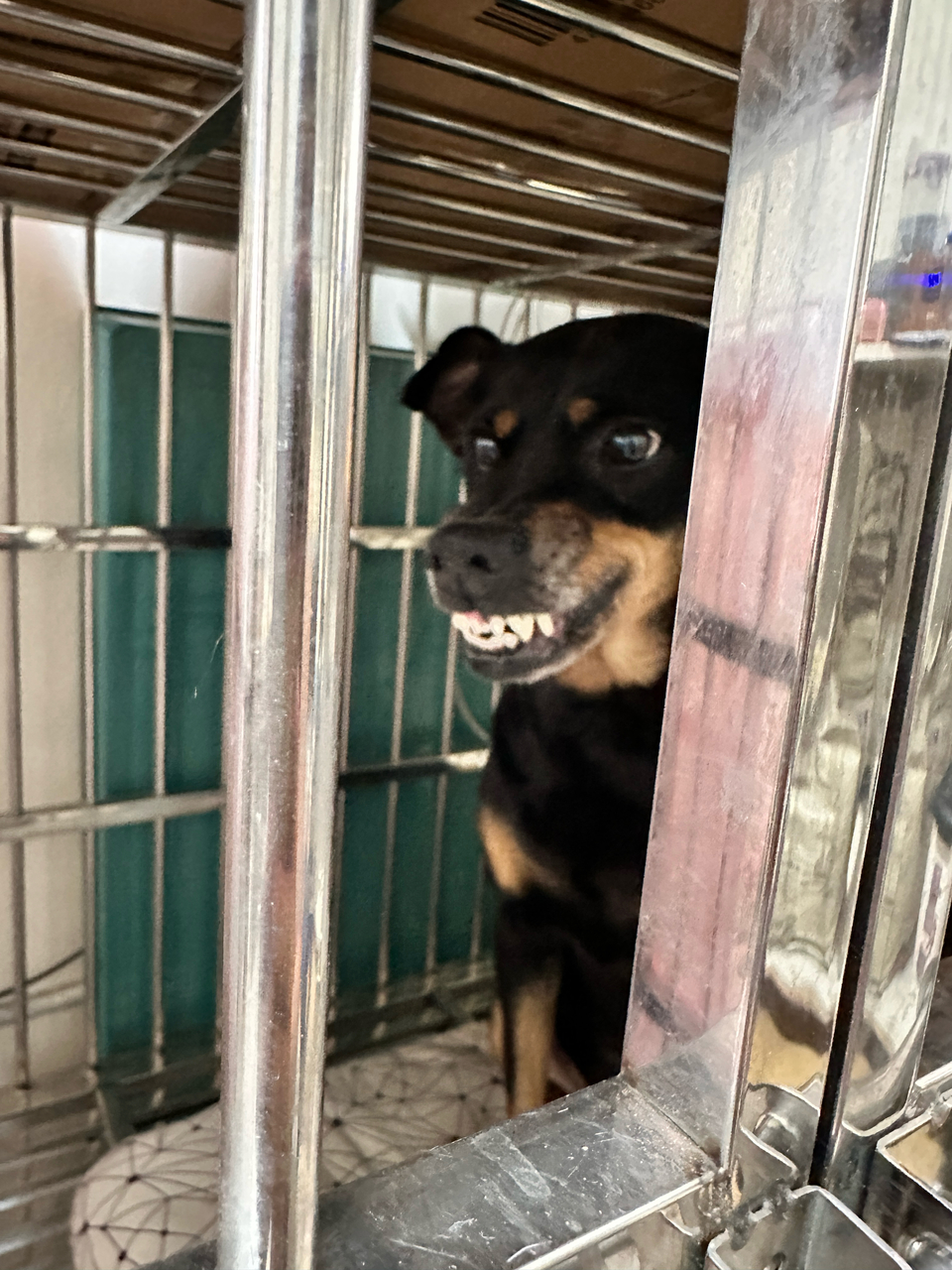 《Andy專區》攻擊性犬種、需陪練 - 服務說明 1