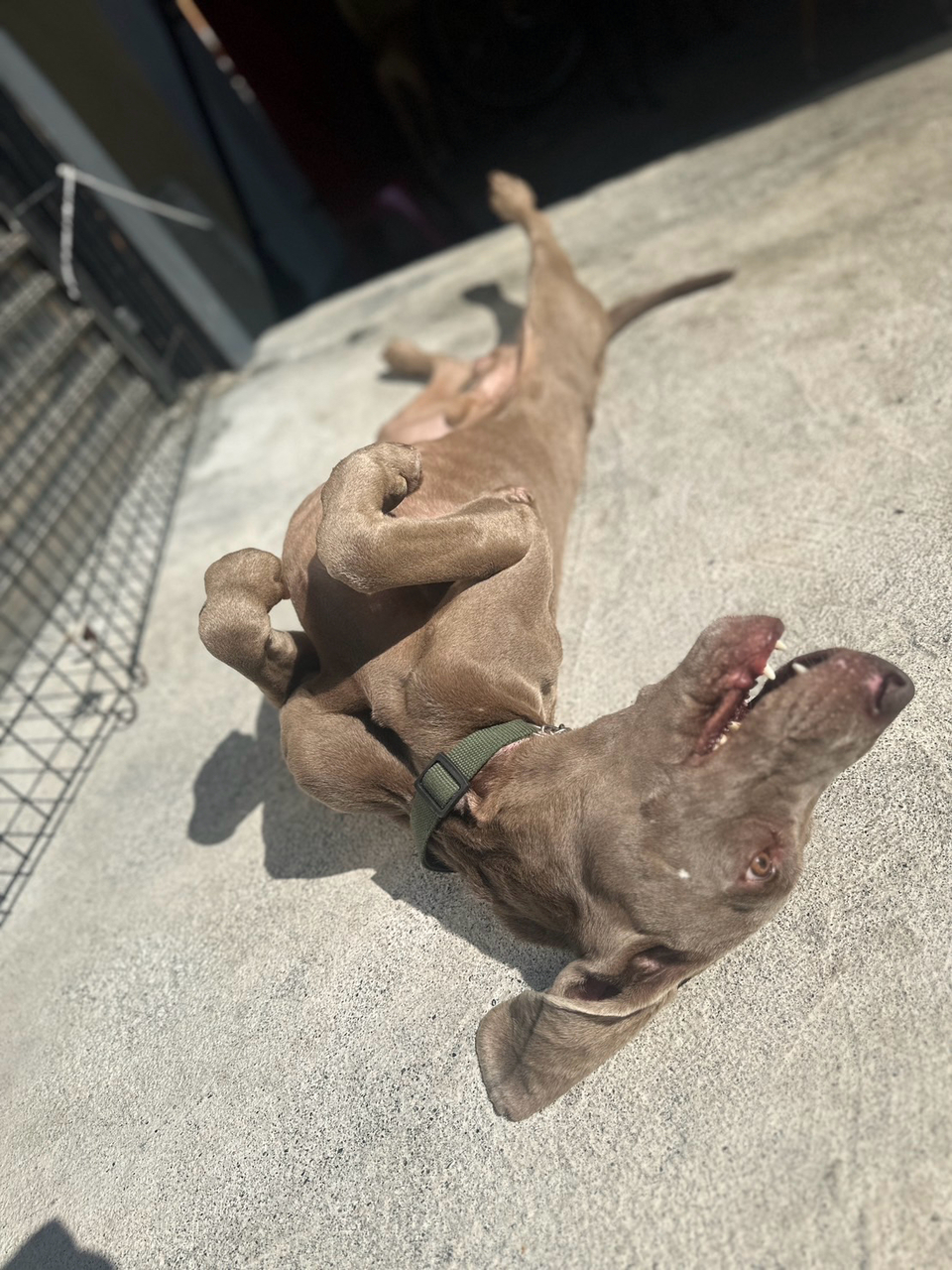 《Andy專區》攻擊性犬種、需陪練 - 服務說明 3