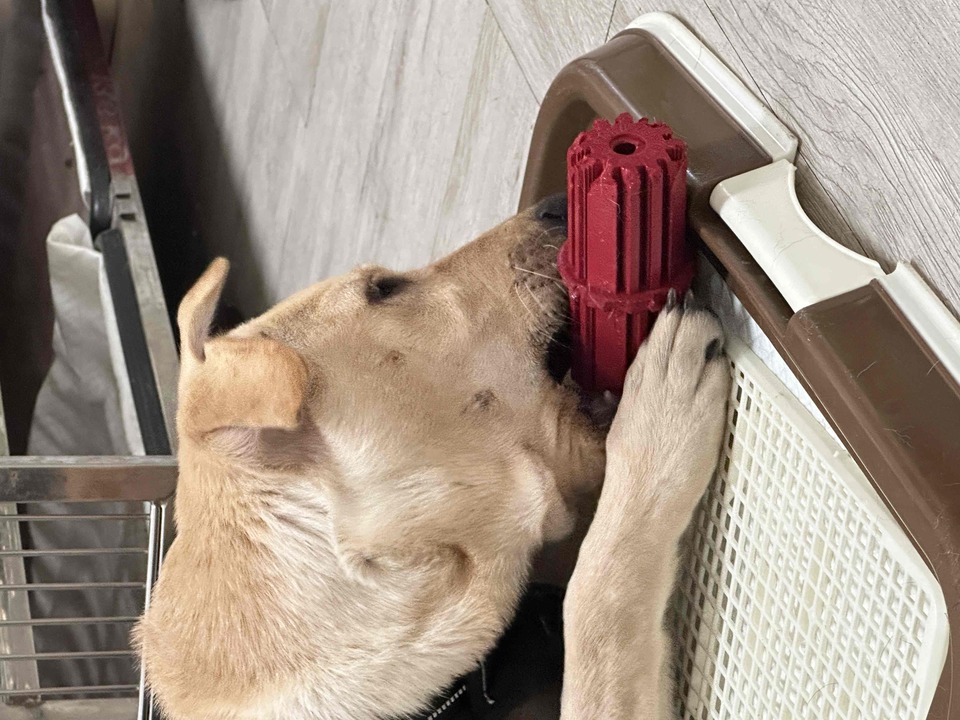 《Andy專區》攻擊性犬種、需陪練 - 服務說明 5