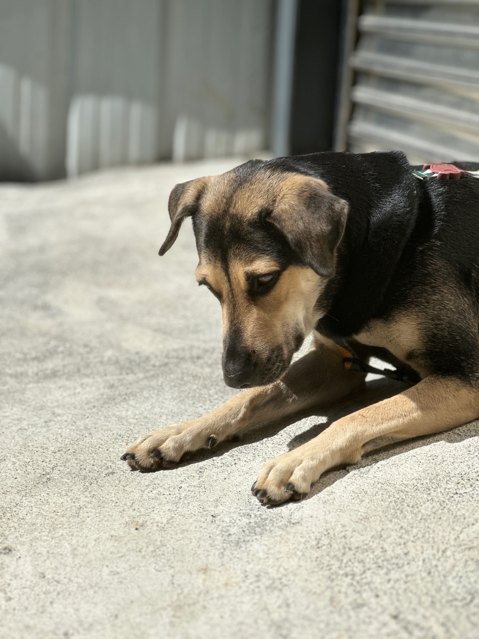 《Andy專區》攻擊性犬種、需陪練 - 服務說明 4