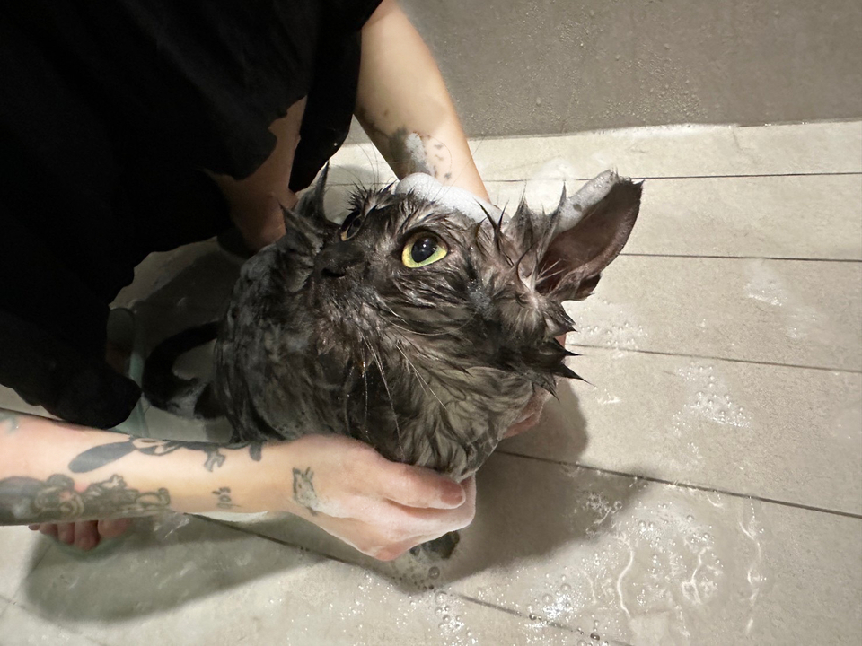 🐈🐈禾禾洗貓 專業美容師 到府賽級洗護 來洗香香吧🛁 - 服務說明 6