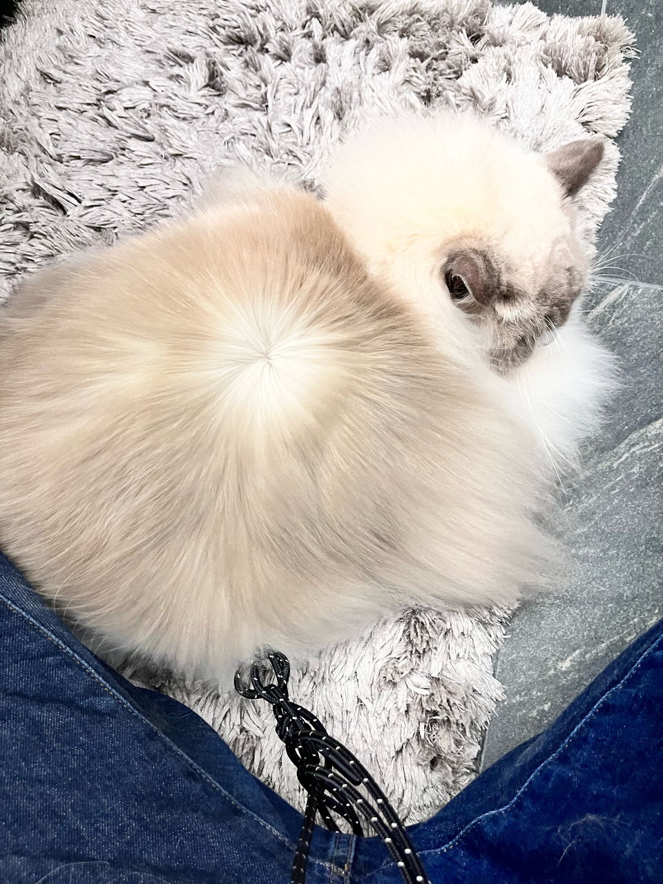 🐈🐈禾禾洗貓 專業美容師 到府賽級洗護 來洗香香吧🛁 - 服務說明 5