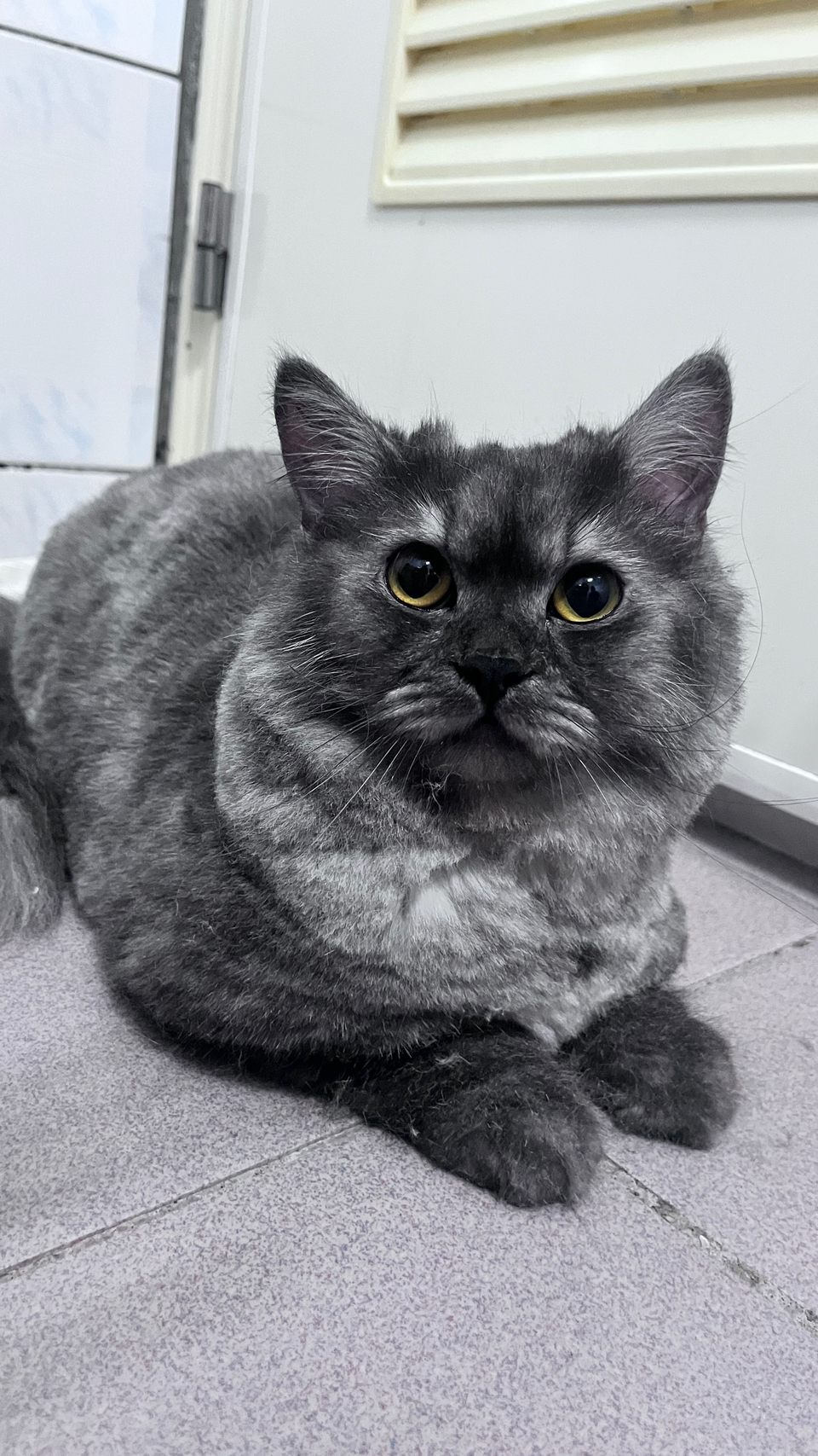 專業貓咪美容師 大美容區🐈💇 - Description 10