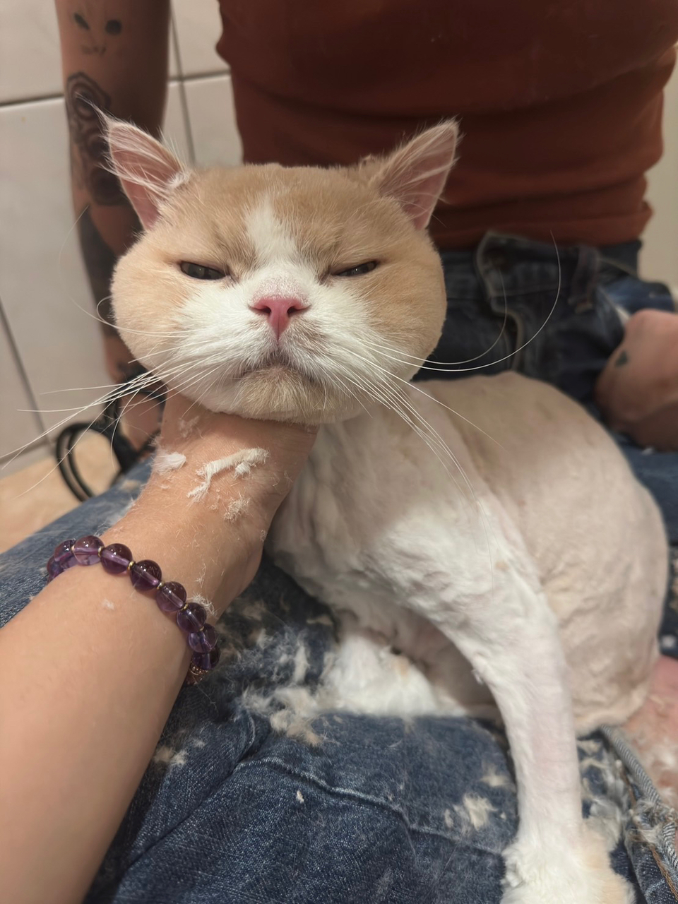 專業貓咪美容師 大美容區🐈💇 - Description 5