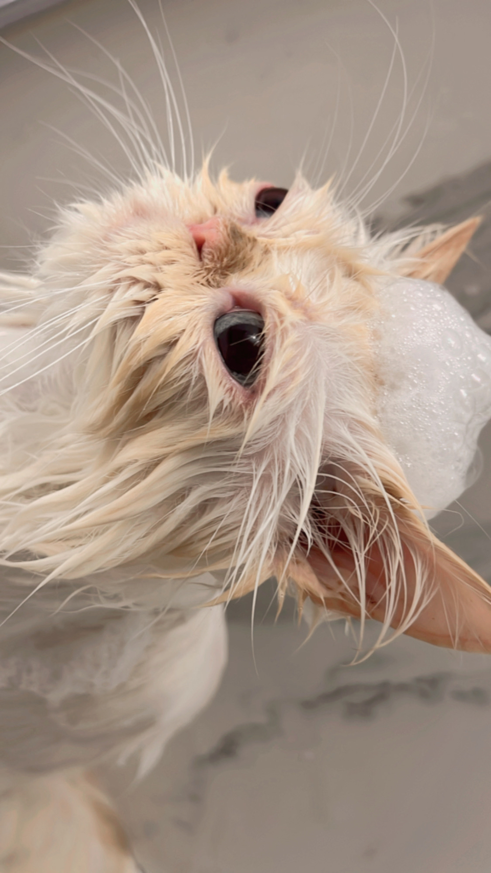 （兇貓區）🐈🐈 專業美容師貓貓洗澡呵護  舒緩情緒🛁 - サービス説明 6