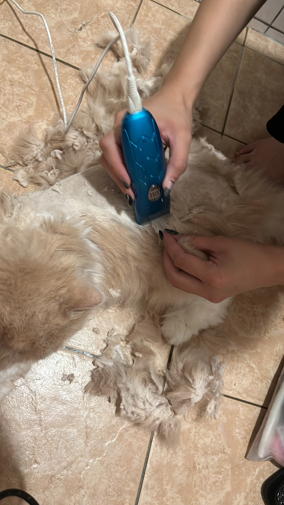 專業貓咪美容師 大美容區🐈💇 - Description 6