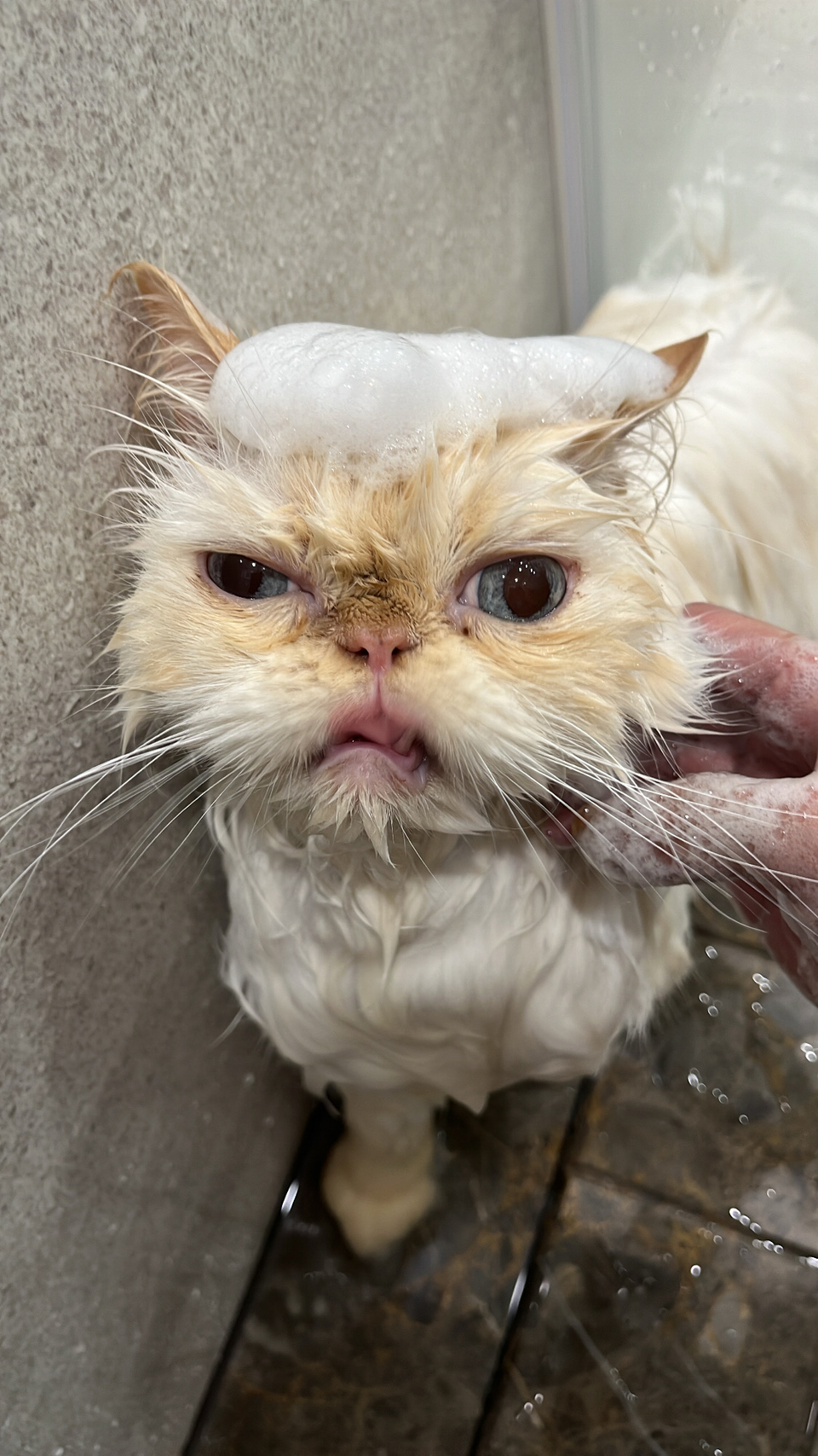 🐈🐈禾禾洗貓 專業美容師 到府賽級洗護 來洗香香吧🛁 - 服務說明 10