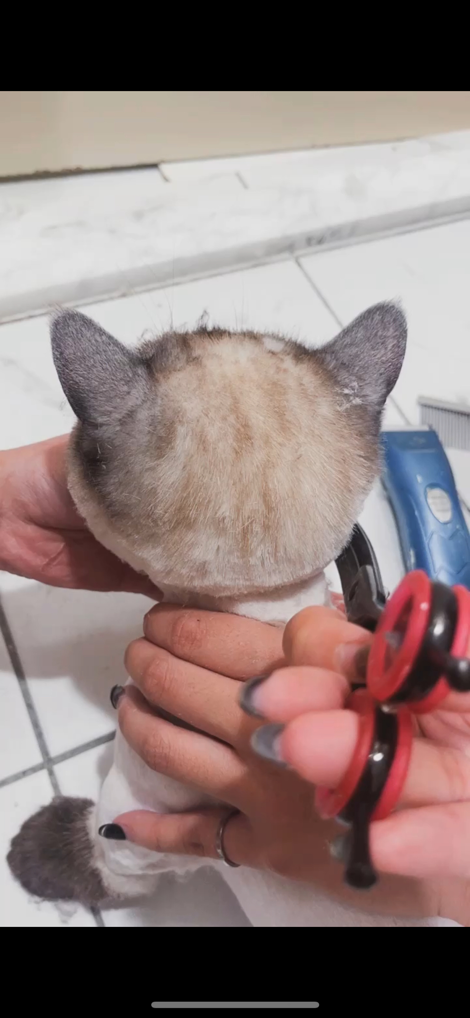 （兇貓區）🐈🐈 專業美容師貓貓洗澡呵護  舒緩情緒🛁 - サービス説明 9