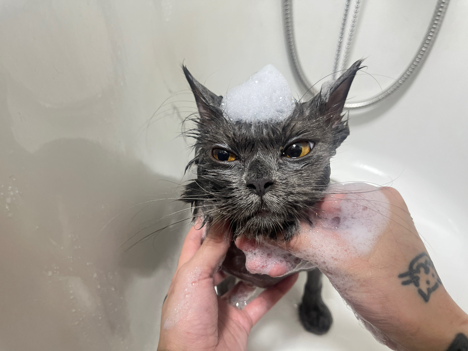 專業貓咪美容師 大美容區🐈💇 - Description 8