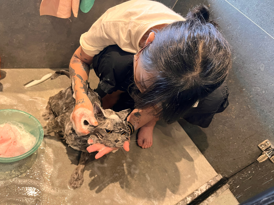 （兇貓區）🐈🐈 專業美容師貓貓洗澡呵護  舒緩情緒🛁 - サービス説明 3