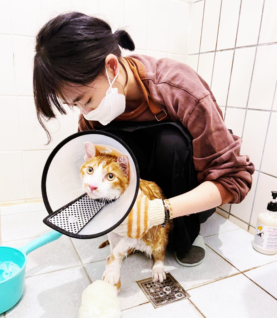🐈🐈禾禾洗貓 專業美容師 到府賽級洗護 來洗香香吧🛁 - 服務說明 7