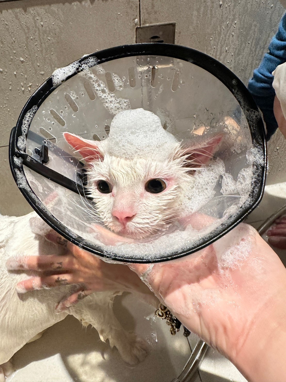 （兇貓區）🐈🐈 專業美容師貓貓洗澡呵護  舒緩情緒🛁 - サービス説明 2