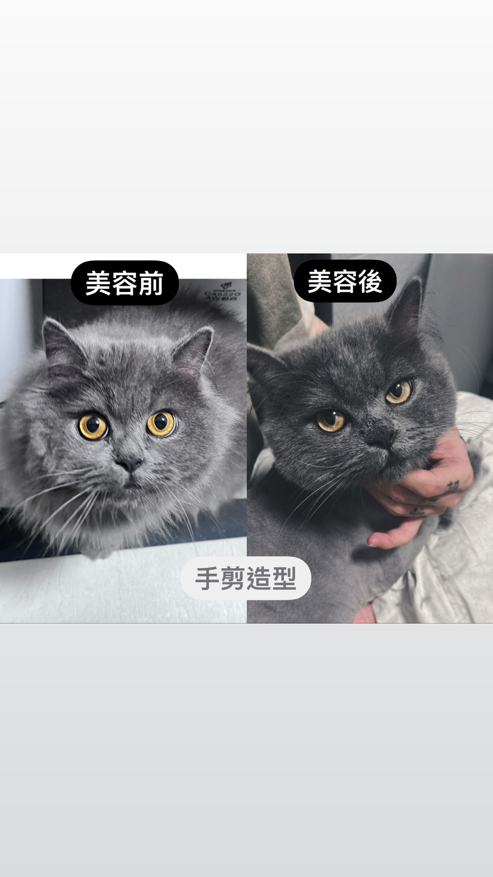專業貓咪美容師 大美容區🐈💇 - Description 1