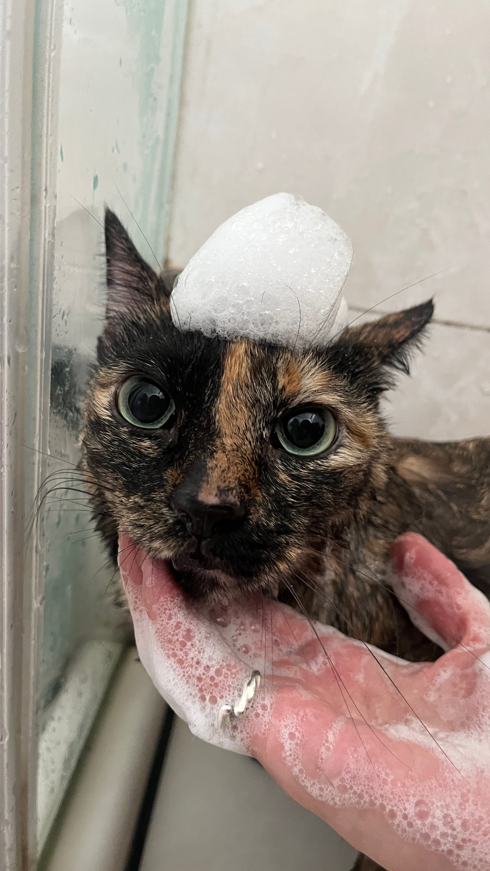 （兇貓區）🐈🐈 專業美容師貓貓洗澡呵護  舒緩情緒🛁 - サービス説明 10