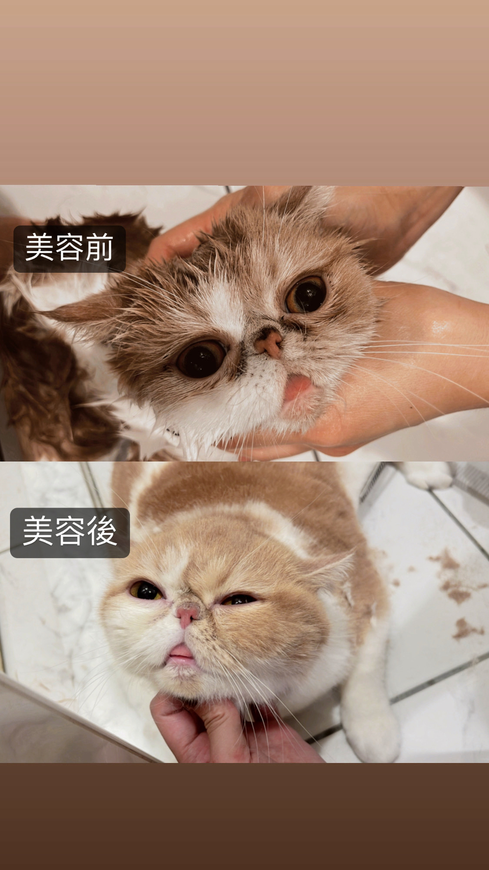 🐈🐈禾禾洗貓 專業美容師 到府賽級洗護 來洗香香吧🛁 - 服務說明 1
