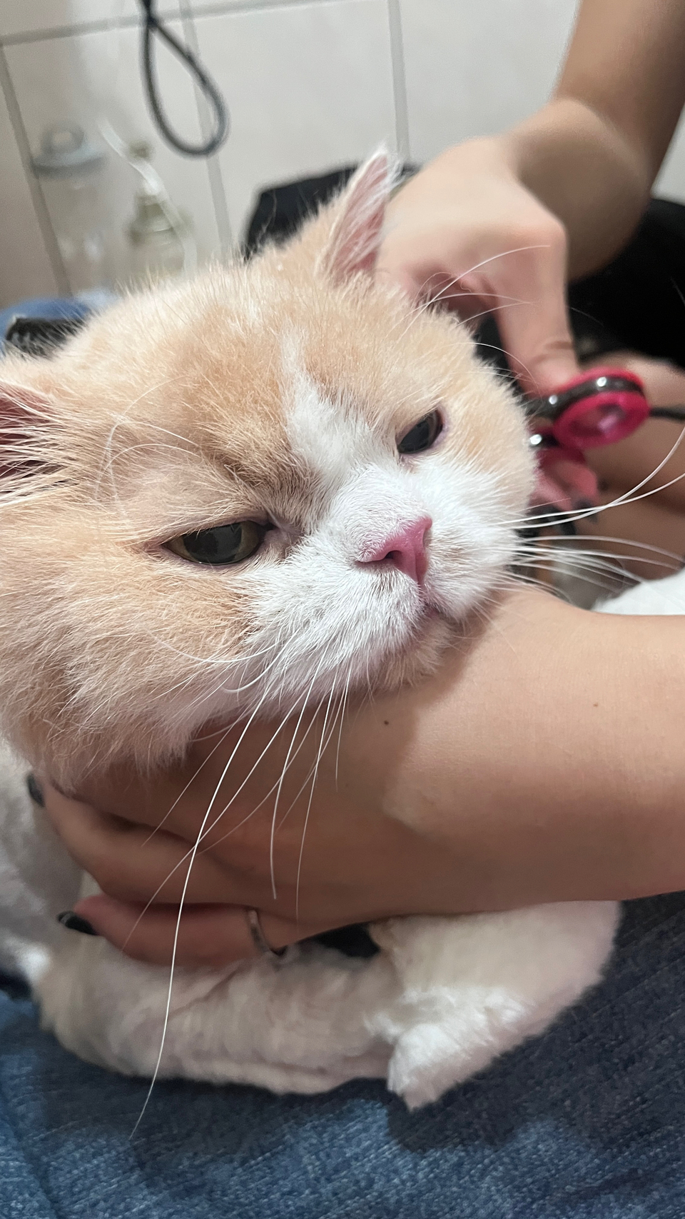 專業貓咪美容師 大美容區🐈💇 - Description 4