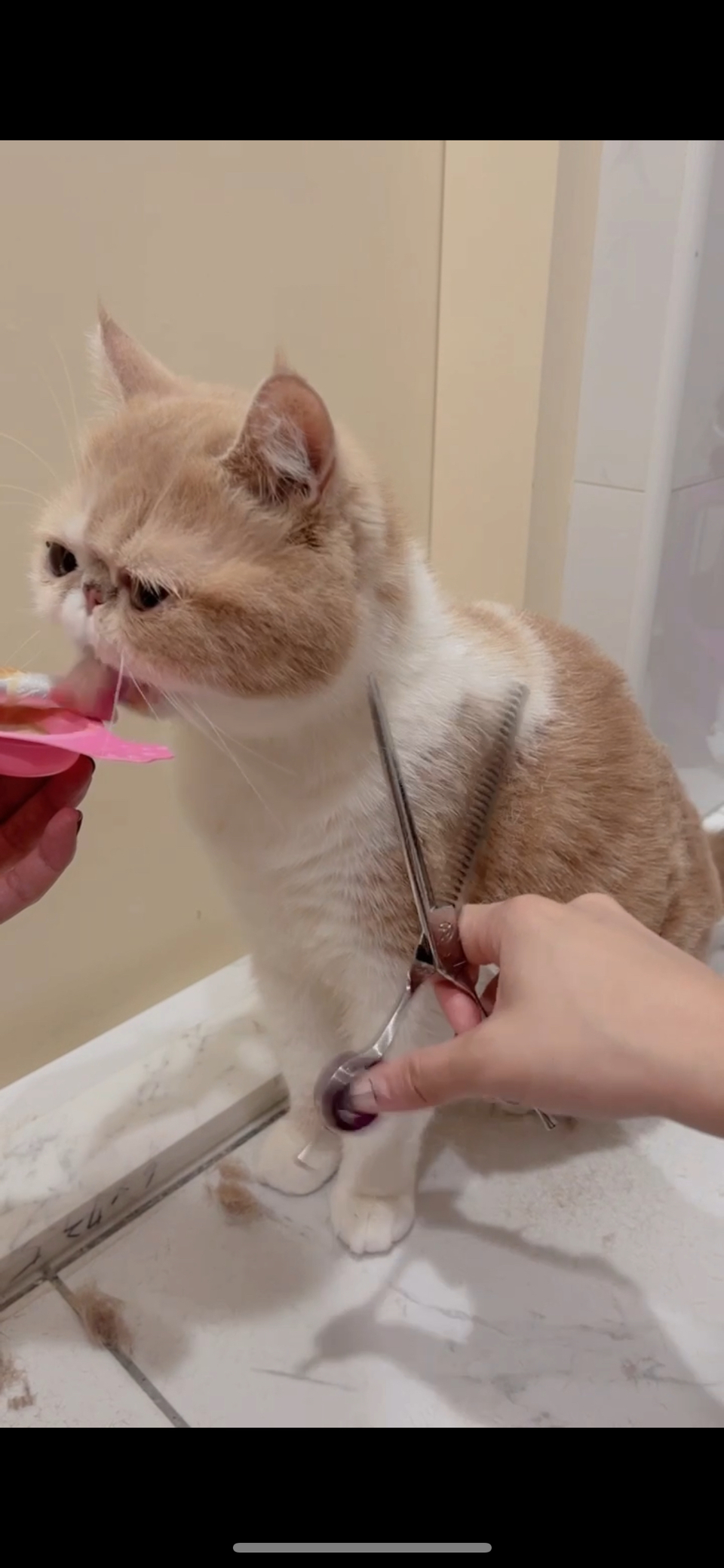 專業貓咪美容師 大美容區🐈💇 - Description 3