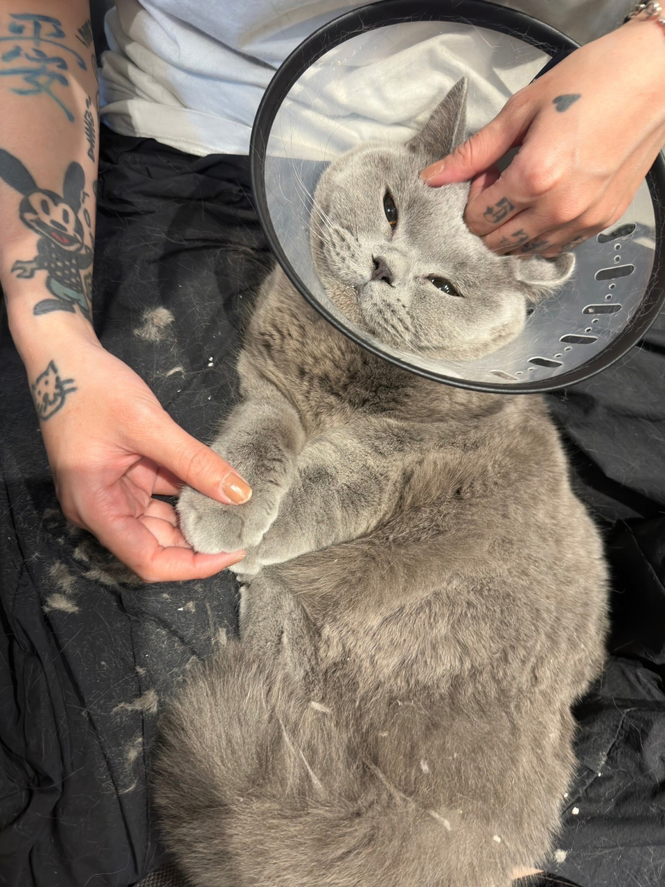 （兇貓區）🐈🐈 專業美容師貓貓洗澡呵護  舒緩情緒🛁 - サービス説明 5