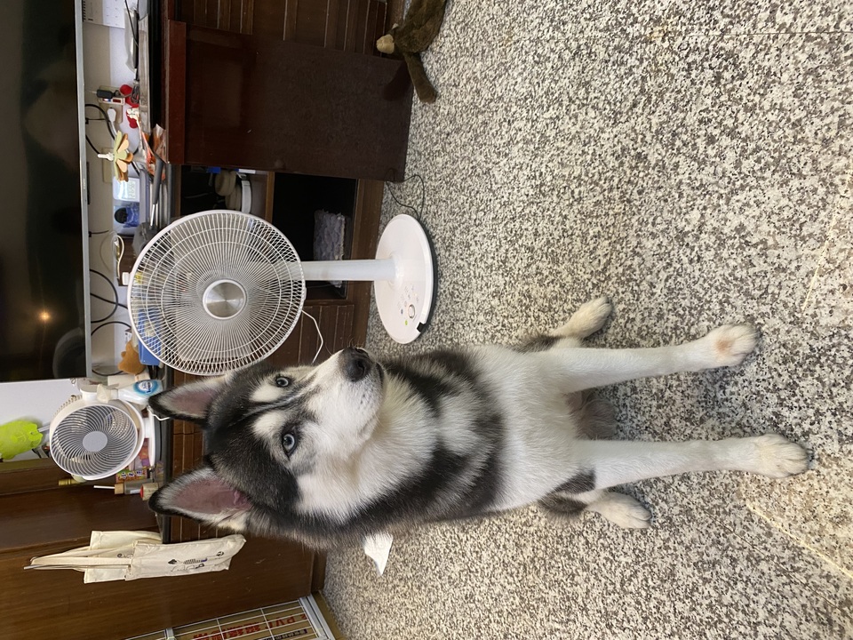 毛毛村～12小時內安親照護服務 - Description 1