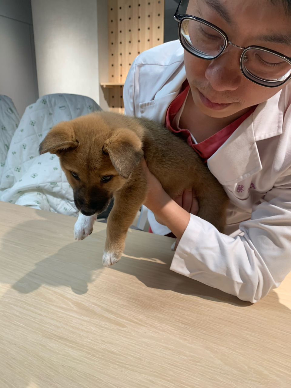 犬貓兔的執業臨床獸醫師 5年經驗 - Description 4