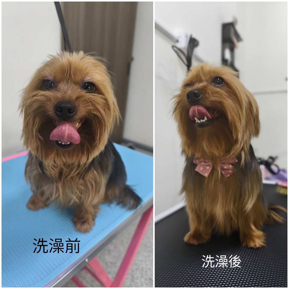 汪喵美學院（小型犬-長毛）10公斤內 - Description 1