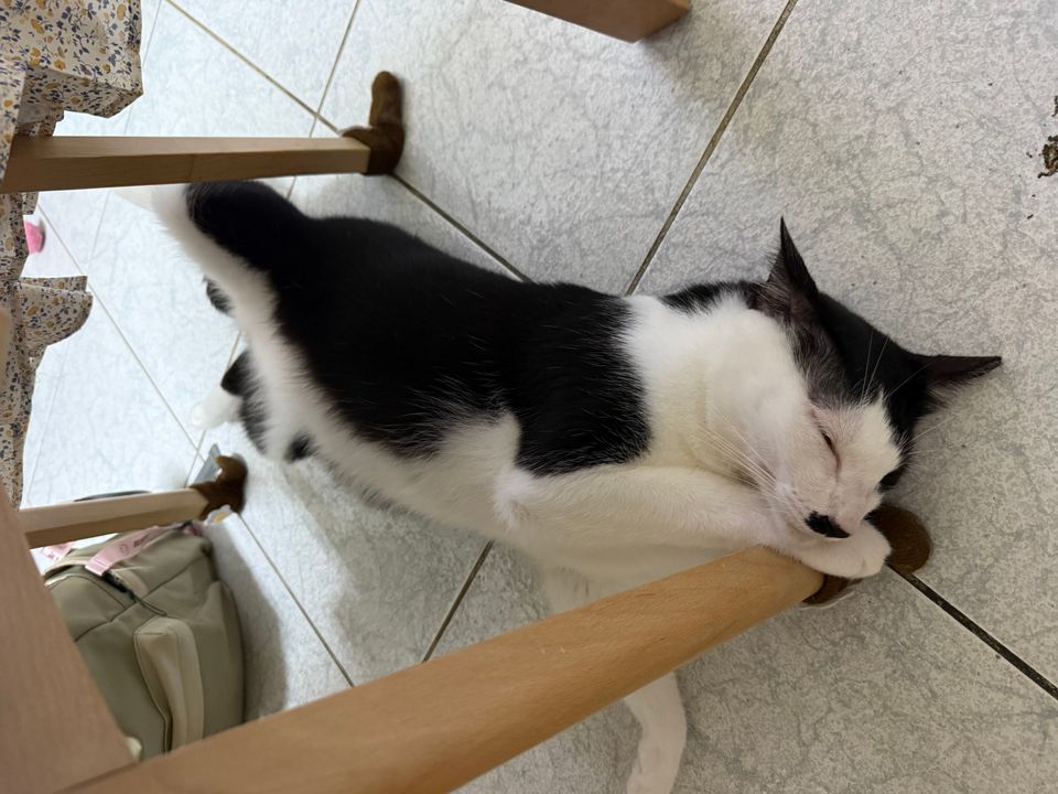 餵食＋換水 清貓砂 互動陪伴 照片＋回報 - 服務說明 8