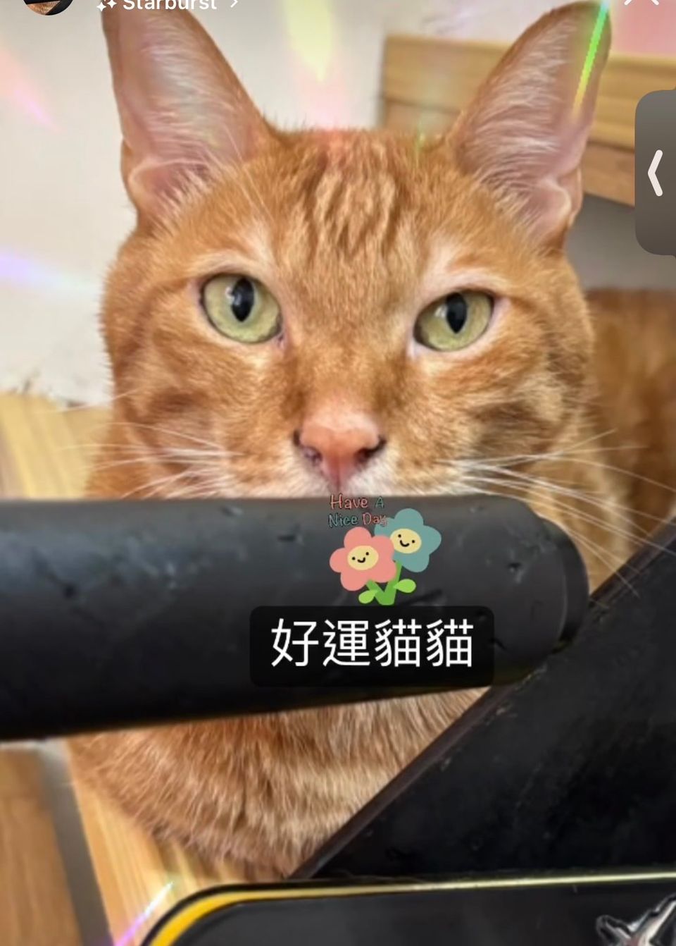 專業貓貓鏟屎官 - Description 2