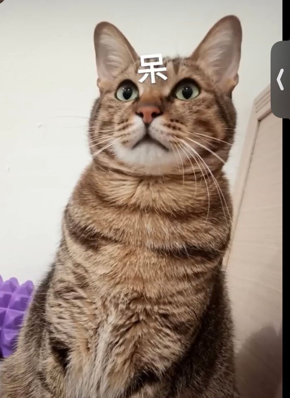 專業貓貓鏟屎官 - Description 1