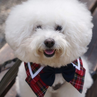 陳小麥🐻‍❄️