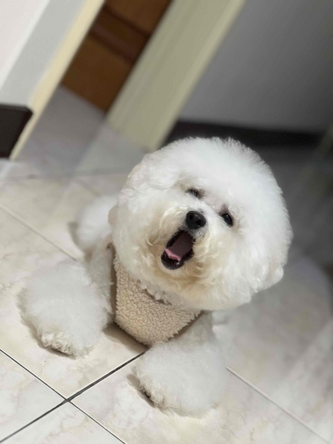 🐶 麥麥－家庭式安親 🐶，2025預訂請私訊🔔